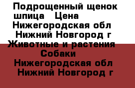 Подрощенный щенок шпица › Цена ­ 50 000 - Нижегородская обл., Нижний Новгород г. Животные и растения » Собаки   . Нижегородская обл.,Нижний Новгород г.